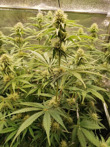 Growreport Bild 12