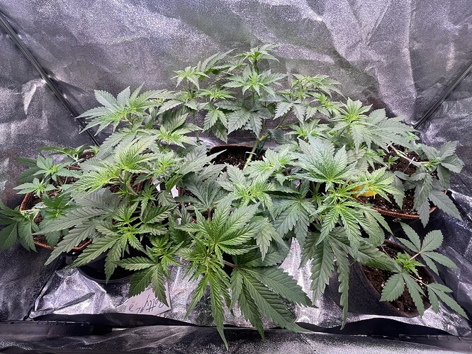 Growreport Bild 3