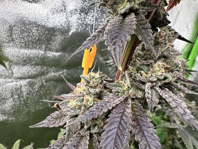 Growreport Bild 20