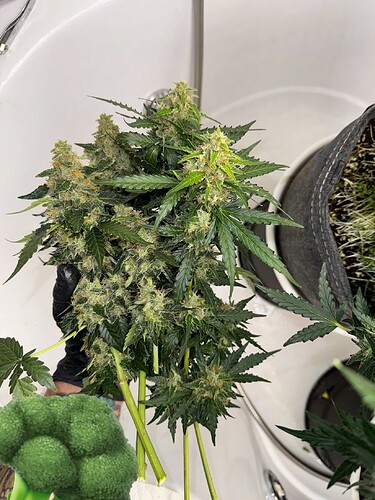 Growreport Bild 38