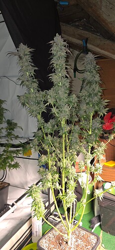 Growreport Bild 30