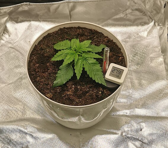 Growreport Bild 2