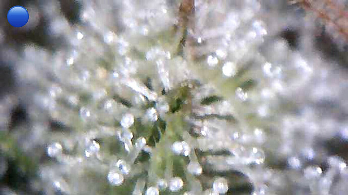 Growreport Bild 27