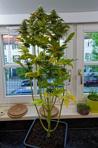 Growreport Bild 8