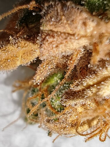 Growreport Bild 49