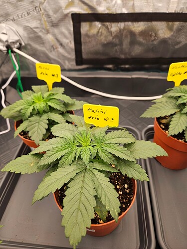 Growreport Bild 56