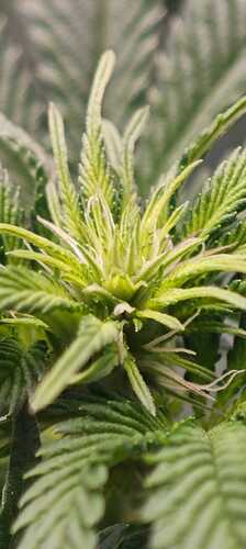 Growreport Bild 19