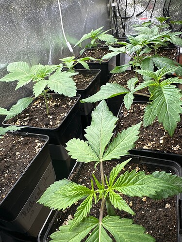 Growreport Bild 32