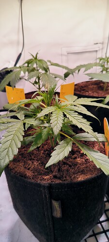 Growreport Bild 8