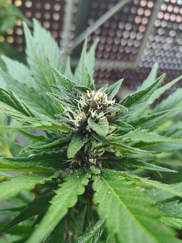 Growreport Bild 2