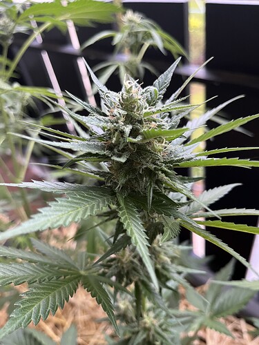 Growreport Bild 1