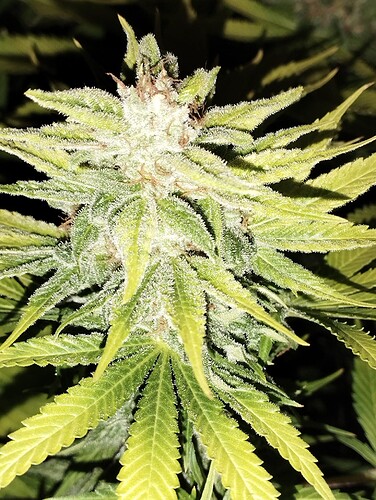 Growreport Bild 13