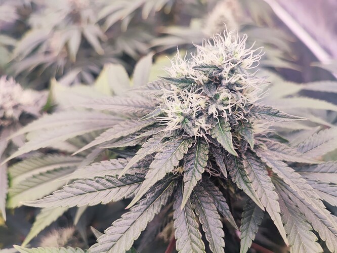 Growreport Bild 33