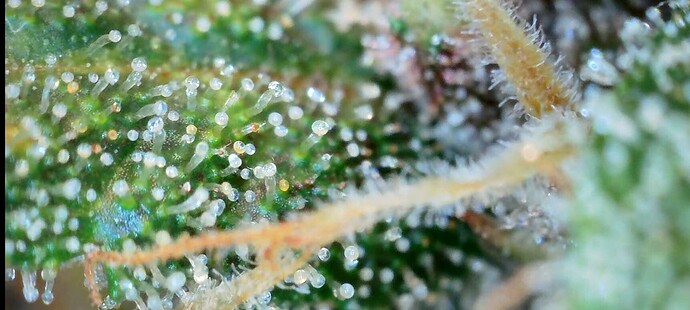 Screenshot_20240704_140456_Gallery