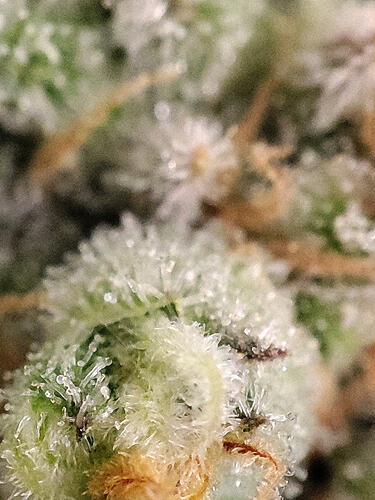 Growreport Bild 36