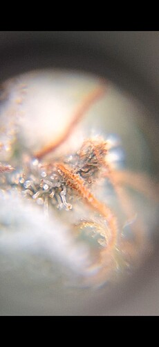 Growreport Bild 22