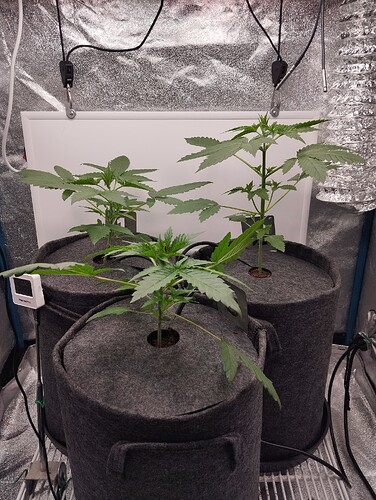 Growreport Bild 1