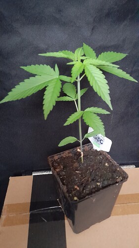 Growreport Bild 9