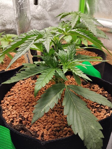 Growreport Bild 4