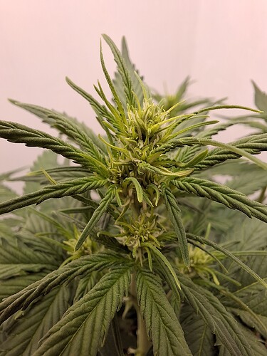 Growreport Bild 86