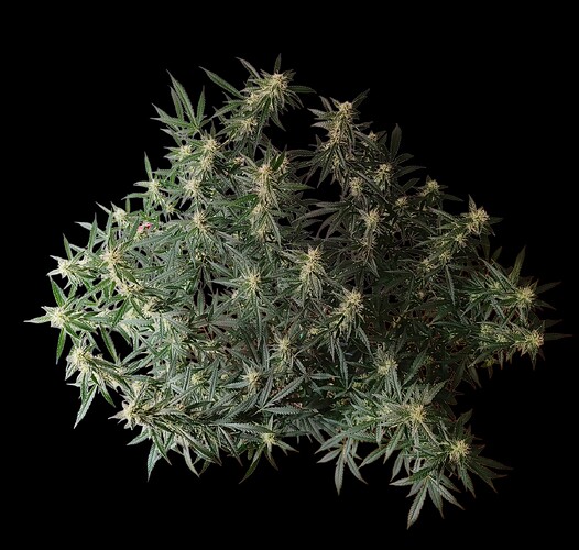 Growreport Bild 4