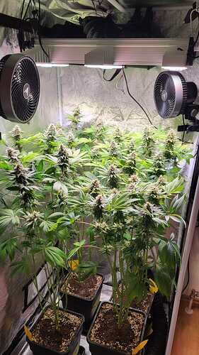 Mehrere Cannabis-Pflanzen in der Blütephase in einem Grow-Zelt mit LED-Beleuchtung und Ventilatoren.
