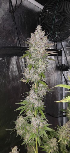 Growreport Bild 62