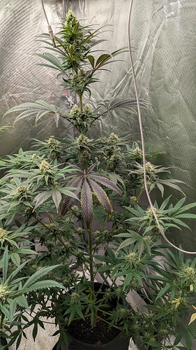 Growreport Bild 6
