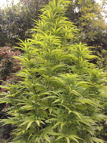 Growreport Bild 4