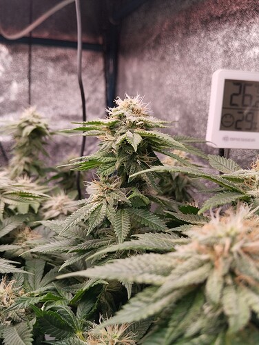 IMG_20250214_204710 - Kopie