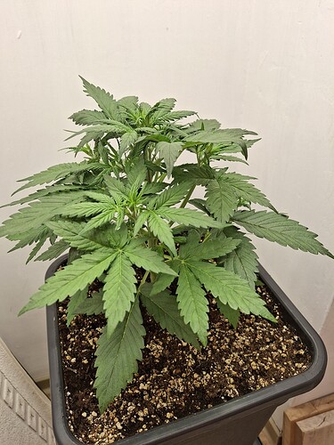 Growreport Bild 50