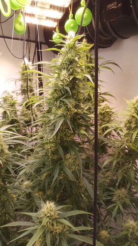 Growreport Bild 11
