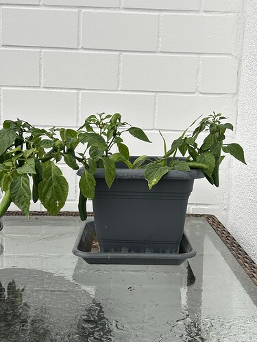 Growreport Bild 48
