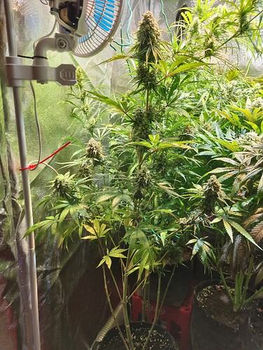 Eine Cannabis-Pflanze in der Blütephase mit mehreren Blütenständen und einem Ventilator im Hintergrund.