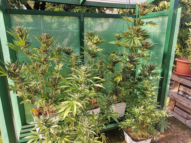 Lucky Hemp LT64 (1)