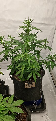 Growreport Bild 3