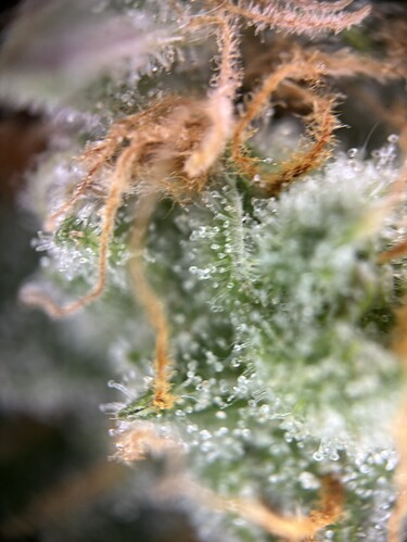 Growreport Bild 22