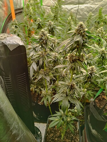 Mehrere blühende Cannabispflanzen in einem Zelt, eine davon im Vordergrund mit deutlichen Blütenständen.