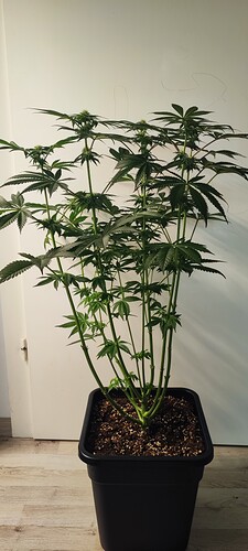 Growreport Bild 14