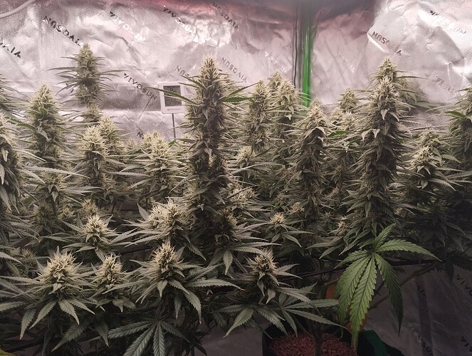 Growreport Bild 3