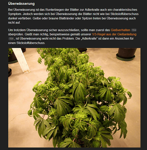 Growreport Bild 16