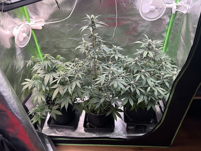 Growreport Bild 6