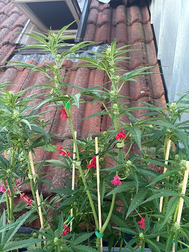 Foto 19.07.25, 06 20 57