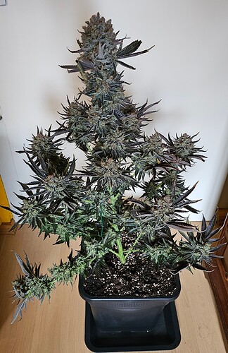 Growreport Bild 58