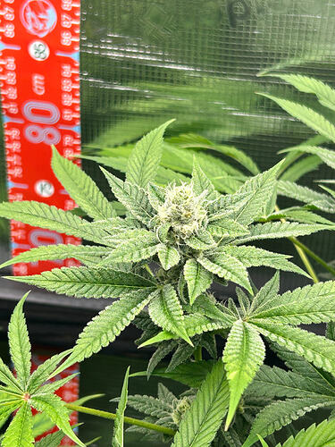 Growreport Bild 25