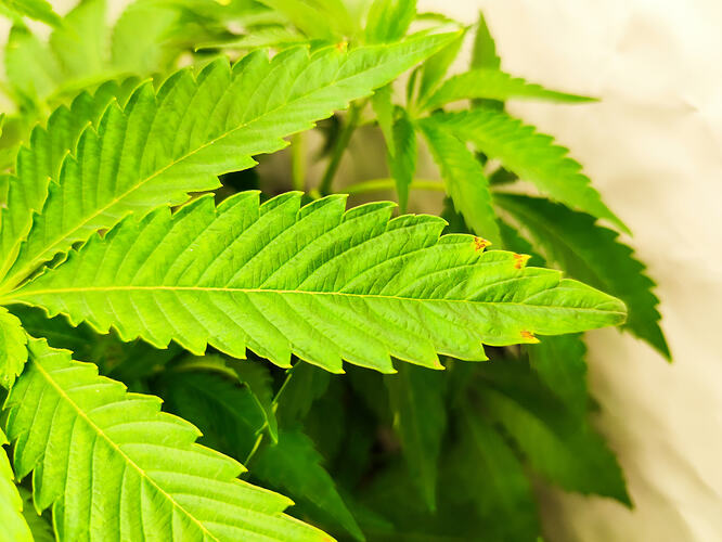 Growreport Bild 10