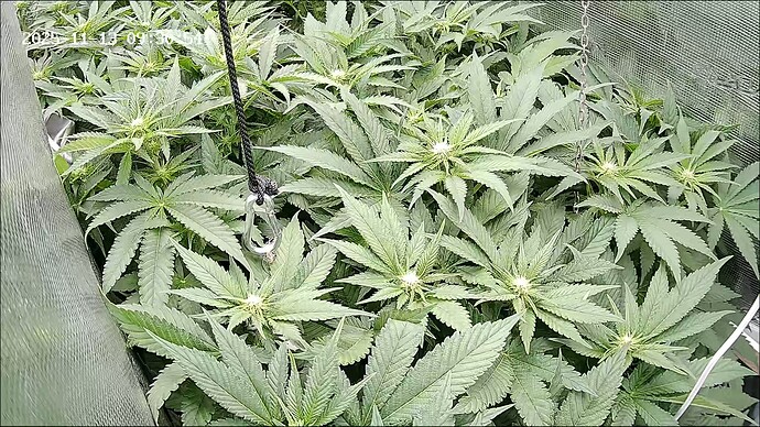 Growreport Bild 12