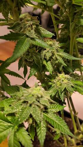 Growreport Bild 25