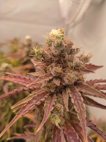 Growreport Bild 6