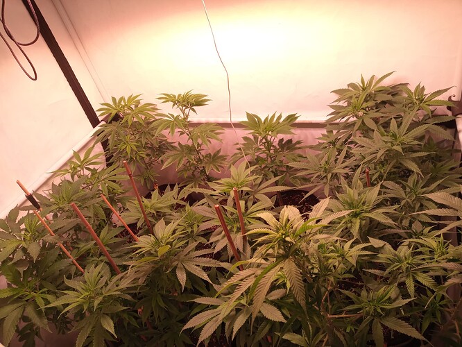 Growreport Bild 8